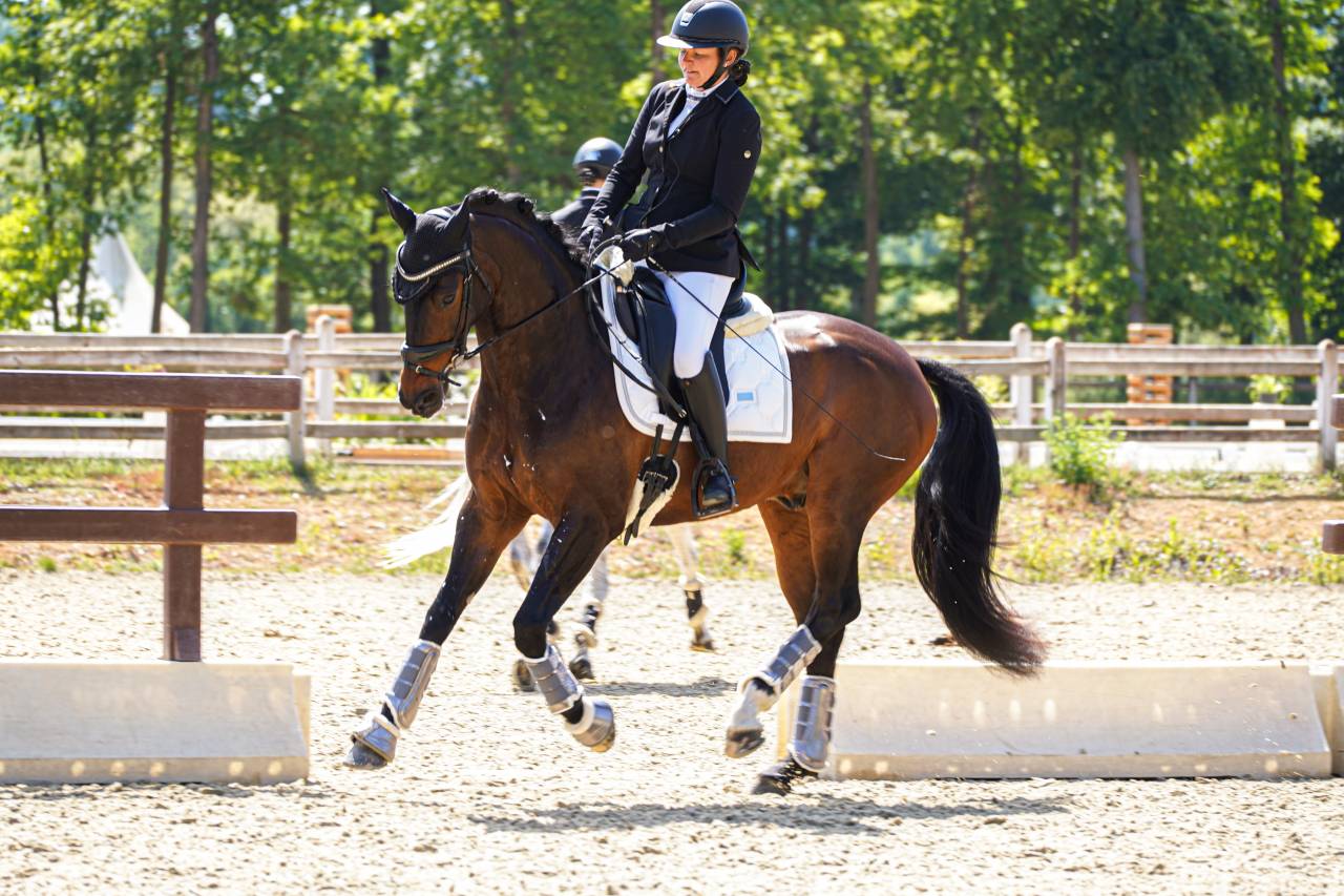 Caballo castrado Silla Franc&eacute;s En venta 2020 Bayo moreno por First step Valentin