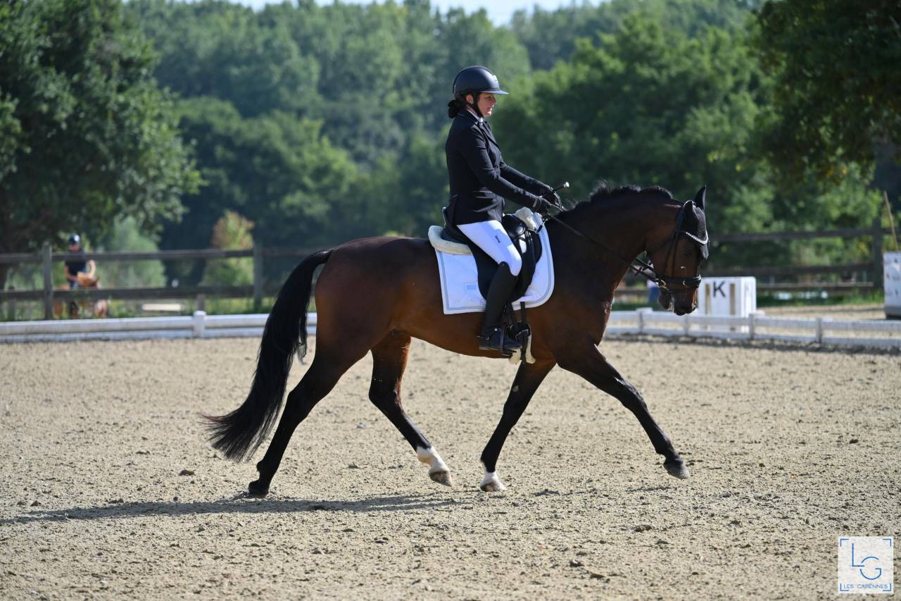 Caballo castrado Silla Franc&eacute;s En venta 2020 Bayo moreno por First step Valentin