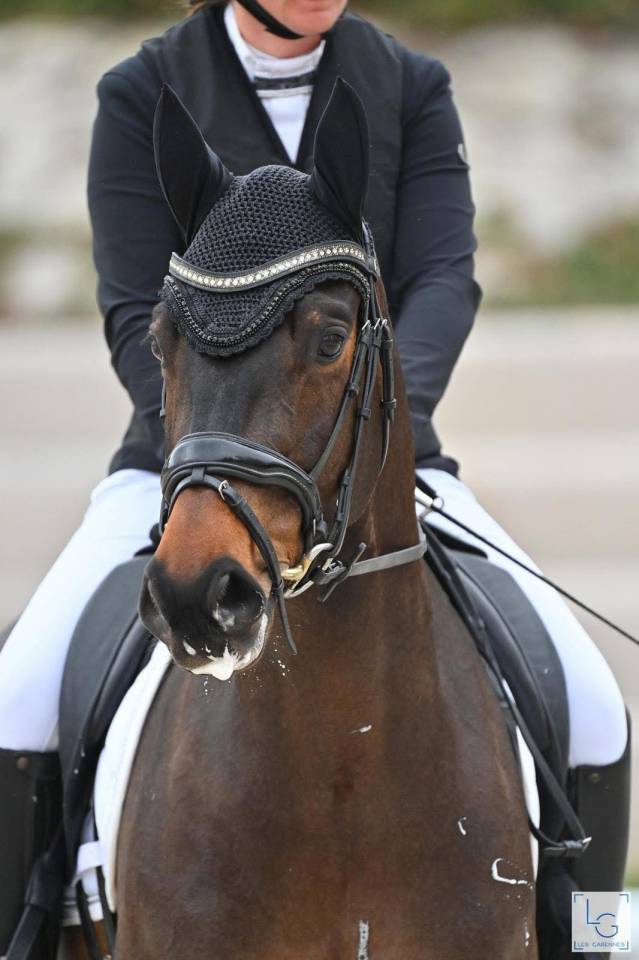 Caballo castrado Silla Franc&eacute;s En venta 2020 Bayo moreno por First step Valentin