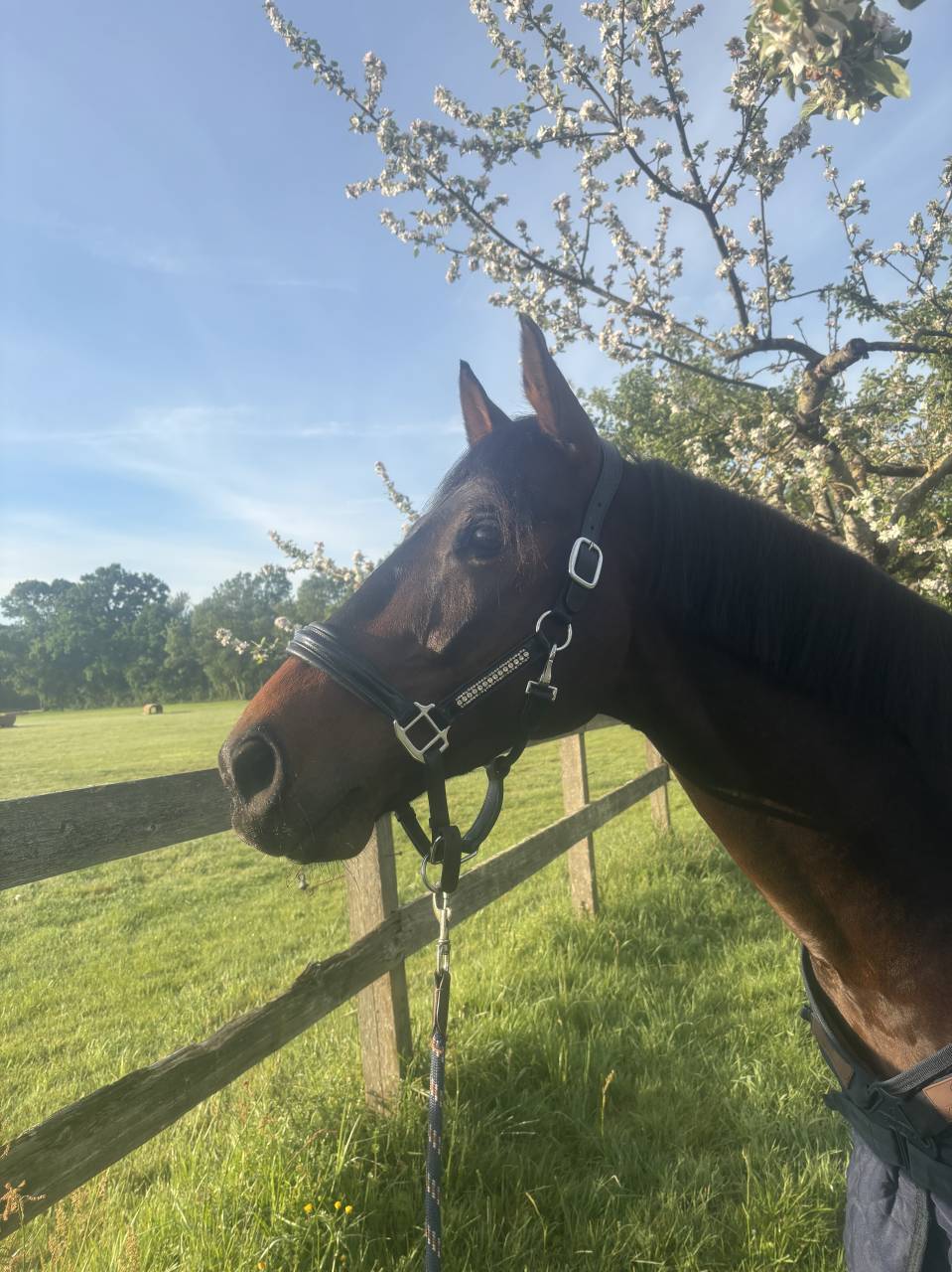 Caballo castrado Silla Franc&eacute;s En venta 2020 Bayo moreno por First step Valentin
