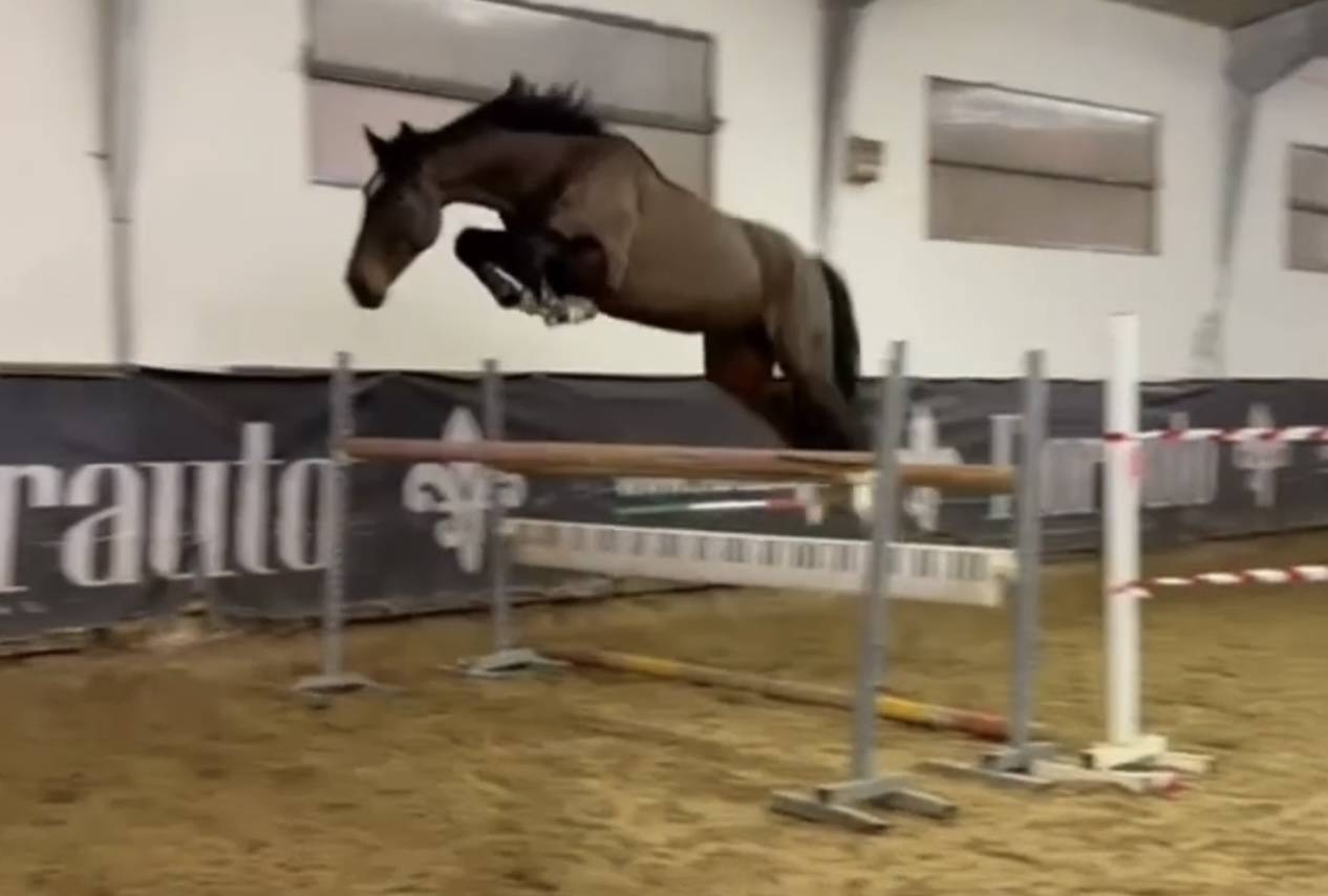 Caballo castrado BWP Caballo de Sangre Belga En venta 2019 Bayo moreno por FONCETTI VD HEFFINCK
