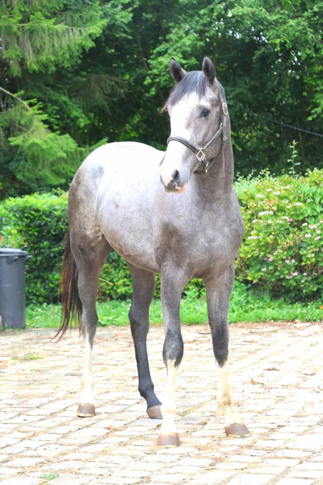 Caballo entero Silla Franc&eacute;s En venta 2024 Tordo por Rahotep de Toscane