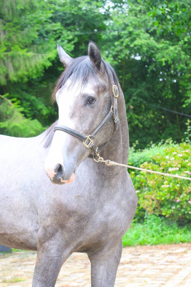 Caballo entero Silla Franc&eacute;s En venta 2024 Tordo por Rahotep de Toscane