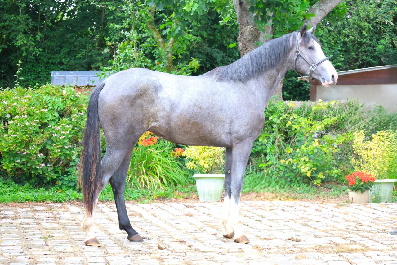 Caballo entero Silla Franc&eacute;s En venta 2024 Tordo por Rahotep de Toscane