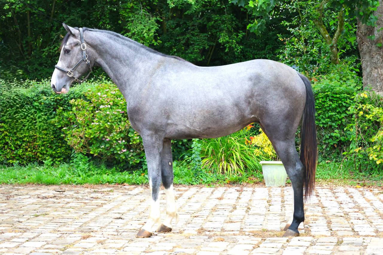 Caballo entero Silla Franc&eacute;s En venta 2024 Tordo por Rahotep de Toscane