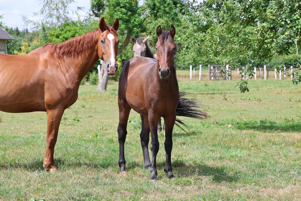 Caballo entero Origine Constat&eacute;e En venta 2024 Bayo