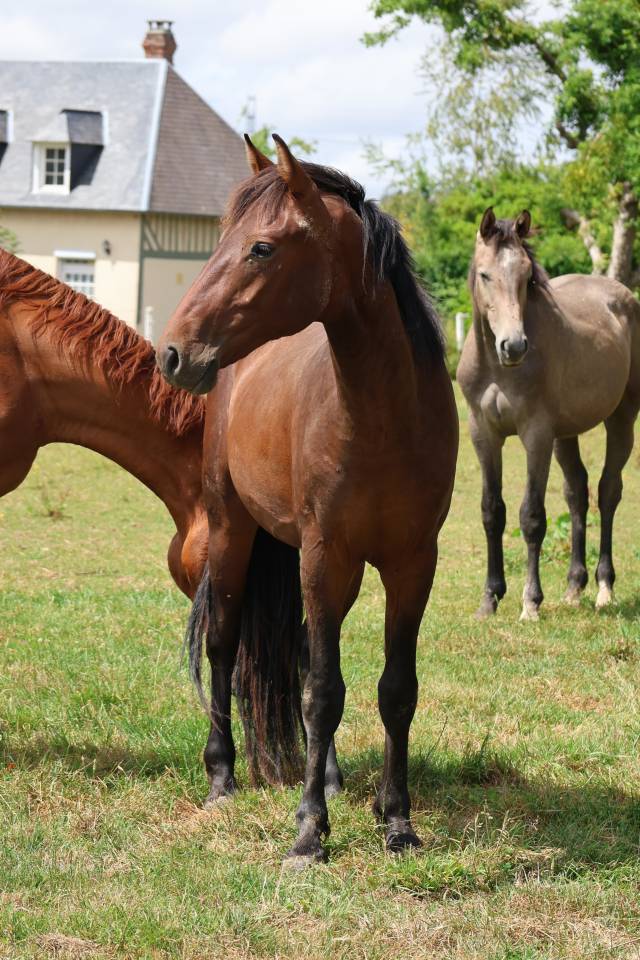 Caballo entero Origine Constat&eacute;e En venta 2024 Bayo