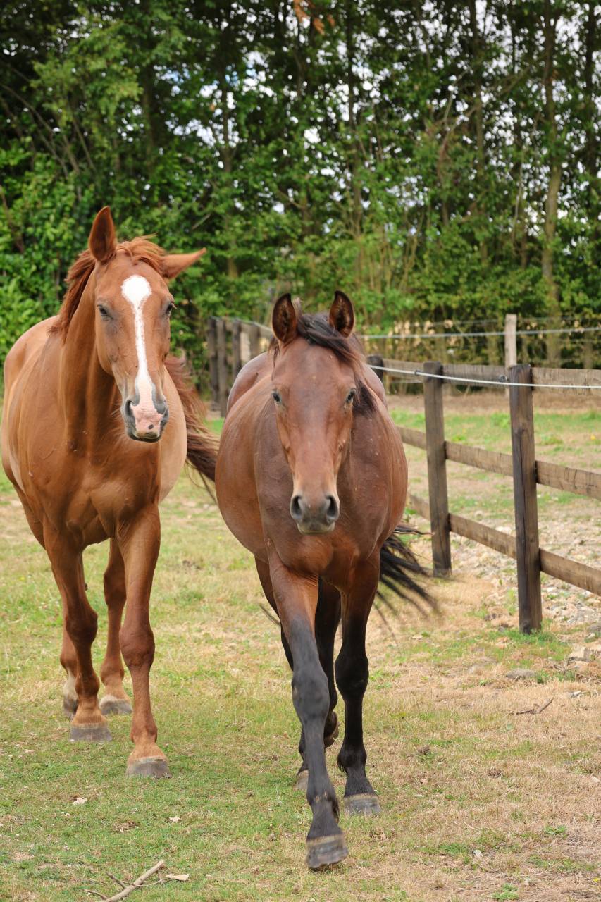 Caballo entero Origine Constat&eacute;e En venta 2024 Bayo