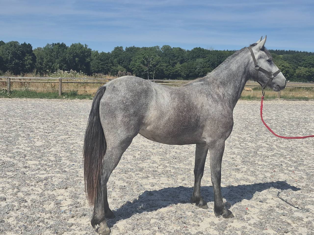 Potranca Welsh Part Bred En venta 2024 Tordo
