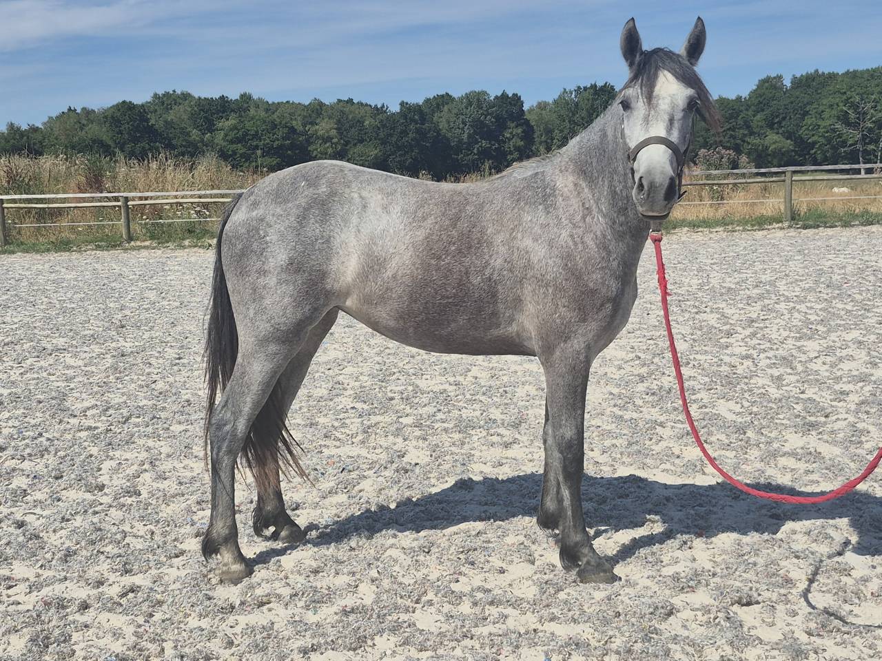 Potranca Welsh Part Bred En venta 2024 Tordo