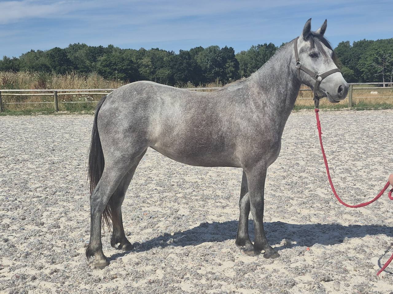 Potranca Welsh Part Bred En venta 2024 Tordo
