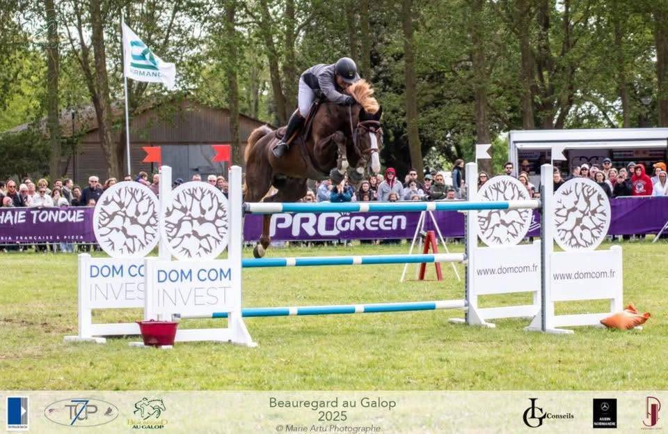Semental Silla Franc&eacute;s En venta 2016 Alaz&aacute;n tostado por O'BRION DU PLESSIS
