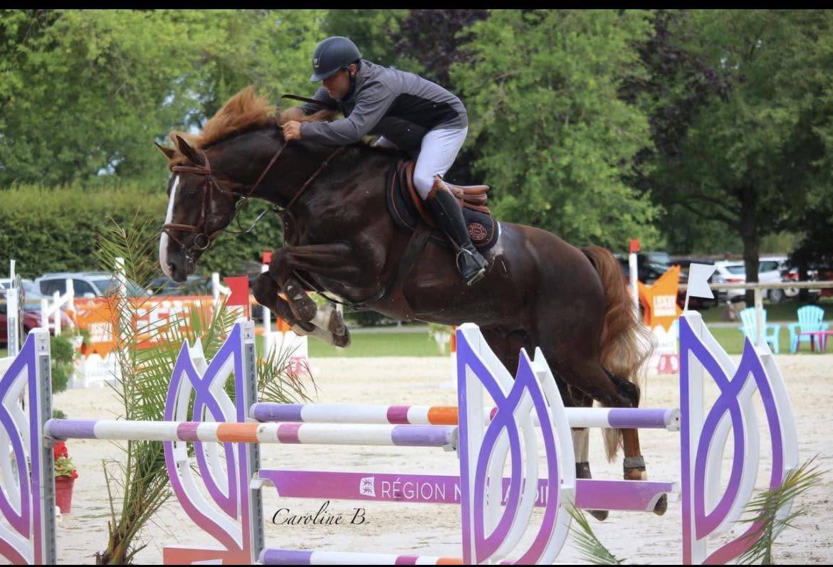 Semental Silla Franc&eacute;s En venta 2016 Alaz&aacute;n tostado por O'BRION DU PLESSIS