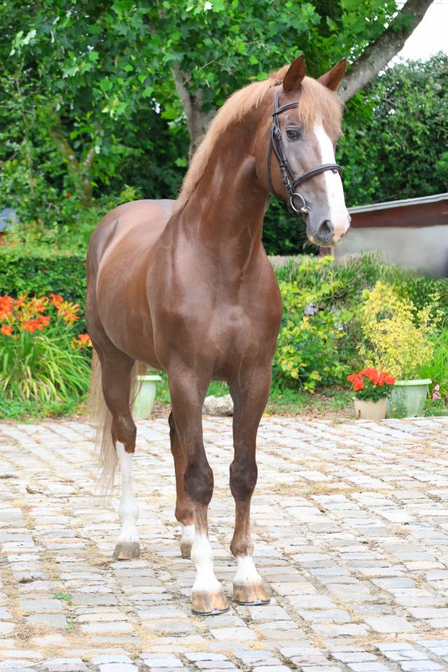 Semental Silla Franc&eacute;s En venta 2016 Alaz&aacute;n tostado por O'BRION DU PLESSIS