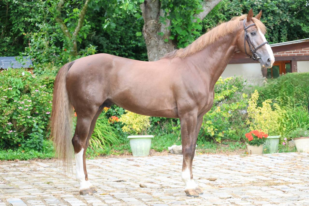 Semental Silla Franc&eacute;s En venta 2016 Alaz&aacute;n tostado por O'BRION DU PLESSIS