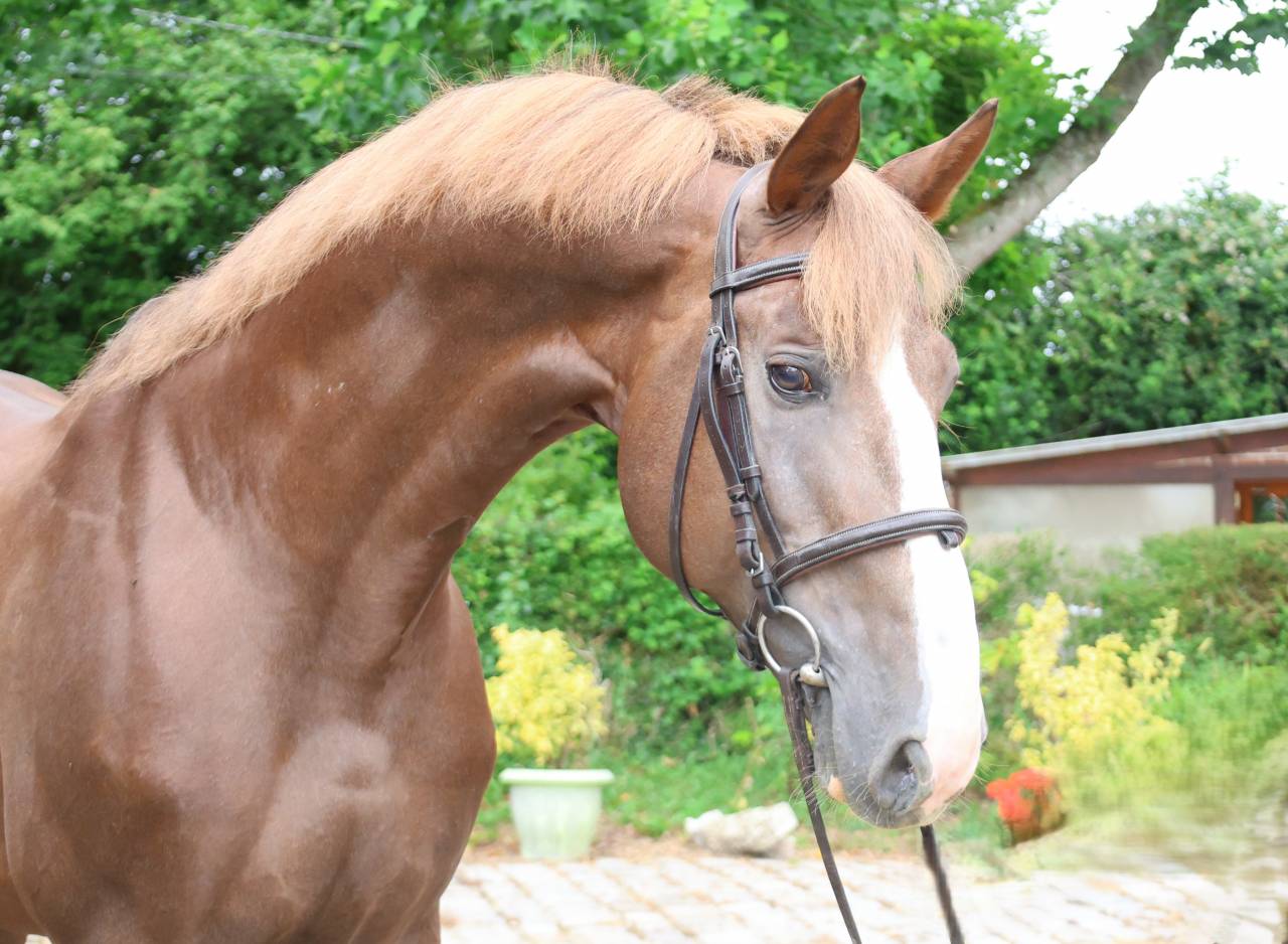 Semental Silla Franc&eacute;s En venta 2016 Alaz&aacute;n tostado por O'BRION DU PLESSIS
