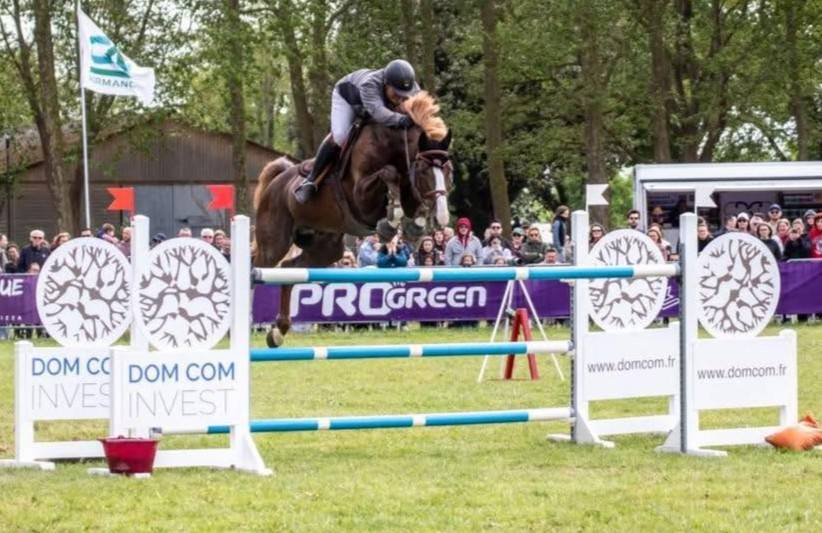 Semental Silla Franc&eacute;s En venta 2016 Alaz&aacute;n tostado por O'BRION DU PLESSIS