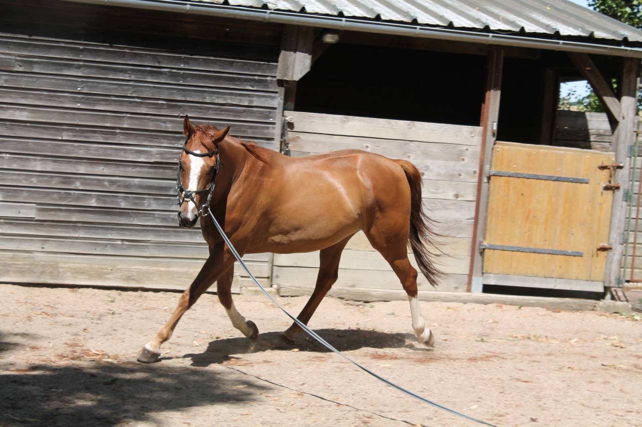 Caballo castrado AES Anglo European Studbook En venta 2019 Alaz&aacute;n por GERONIMO IV