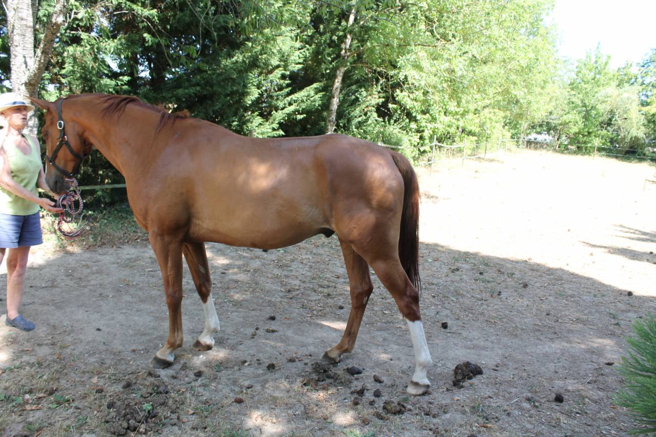 Caballo castrado AES Anglo European Studbook En venta 2019 Alaz&aacute;n por GERONIMO IV