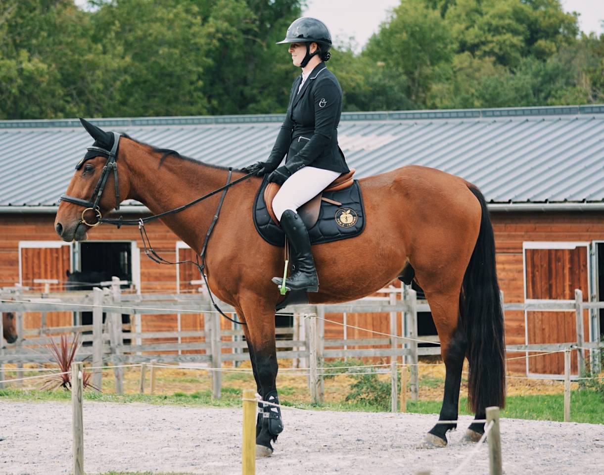Caballo castrado Trot&oacute;n Franc&eacute;s En venta 2020 Bayo por Timoko