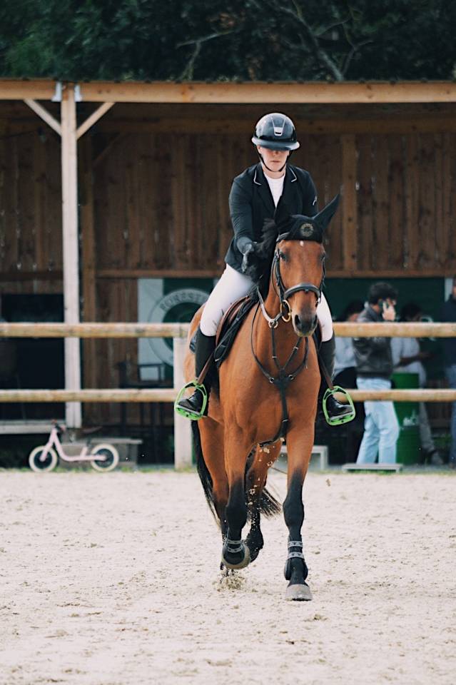 Caballo castrado Trot&oacute;n Franc&eacute;s En venta 2020 Bayo por Timoko