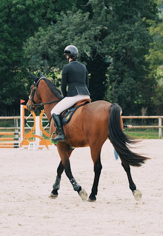 Caballo castrado Trot&oacute;n Franc&eacute;s En venta 2020 Bayo por Timoko