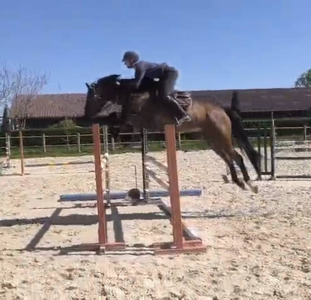 Caballo castrado Silla Franc&eacute;s En venta 2021 Bayo por APACHE D ADRIER