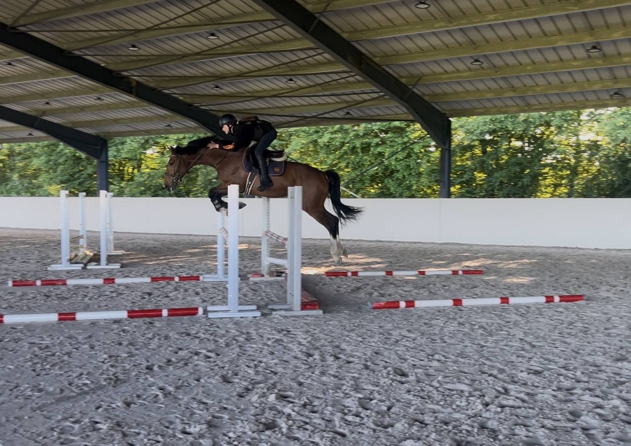 Caballo castrado Silla Franc&eacute;s En venta 2021 Bayo