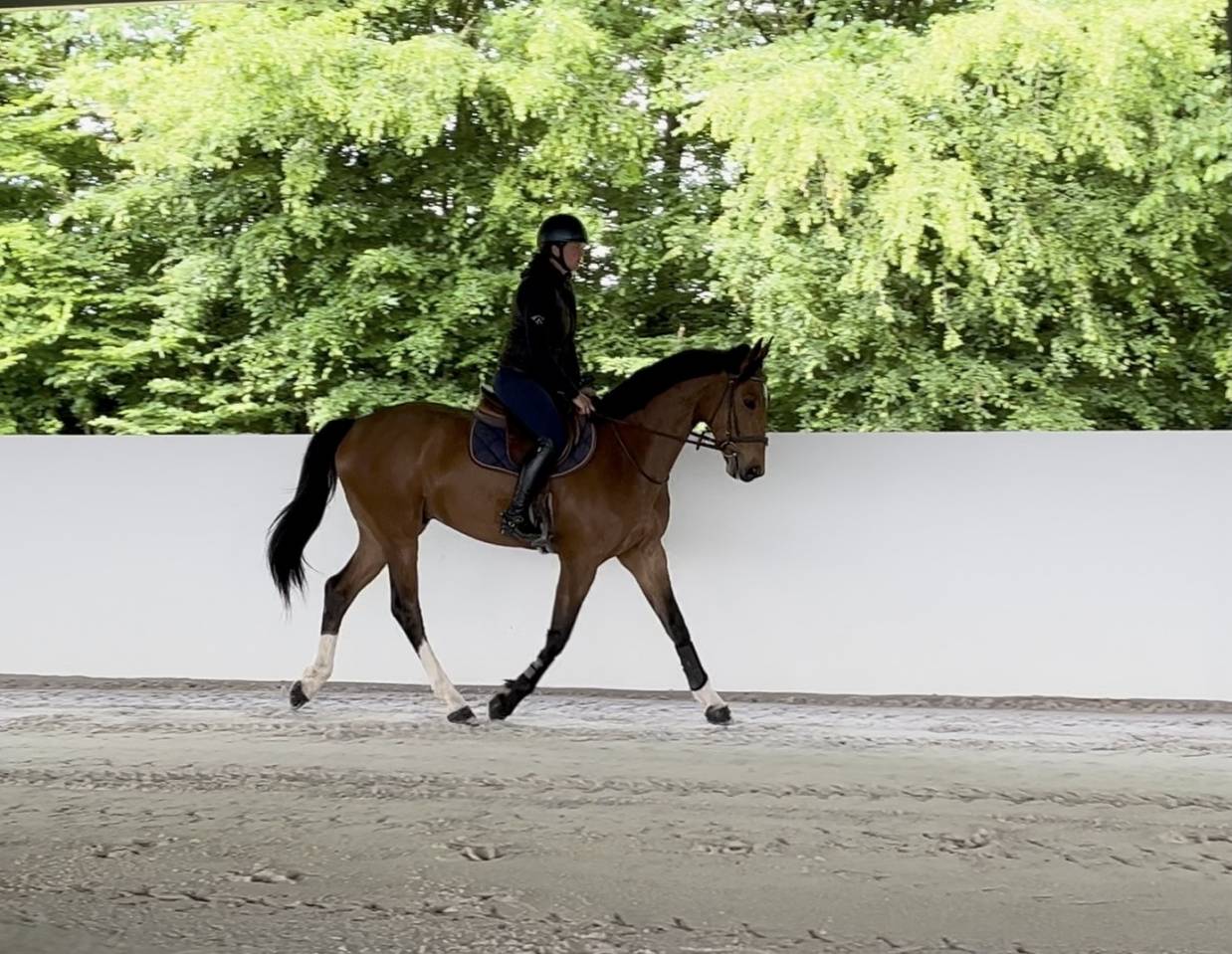 Caballo castrado Silla Franc&eacute;s En venta 2021 Bayo