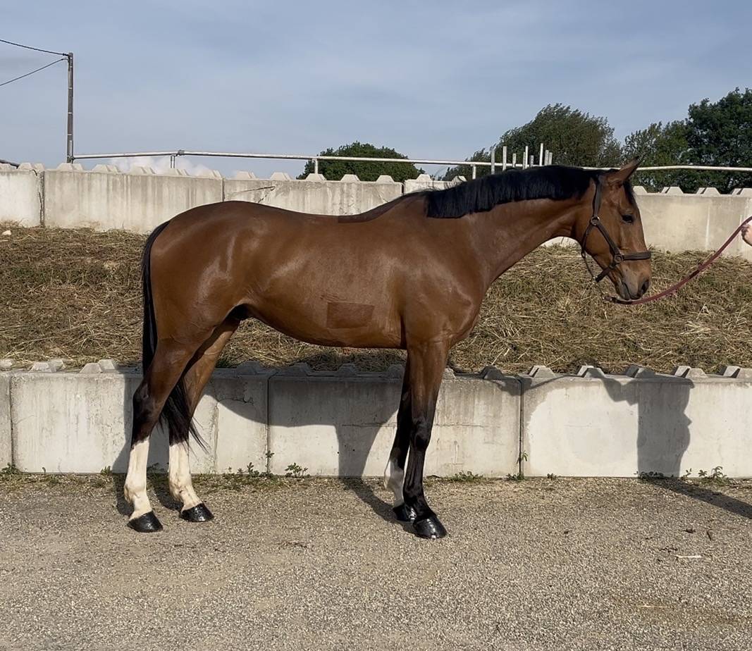 Caballo castrado Silla Franc&eacute;s En venta 2021 Bayo