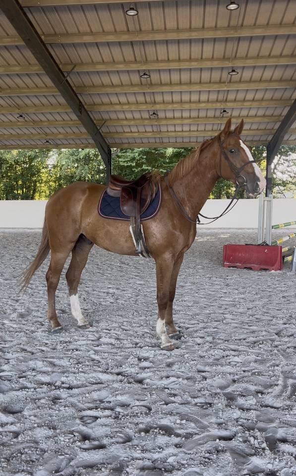 Caballo castrado Silla Franc&eacute;s En venta 2023 Alaz&aacute;n