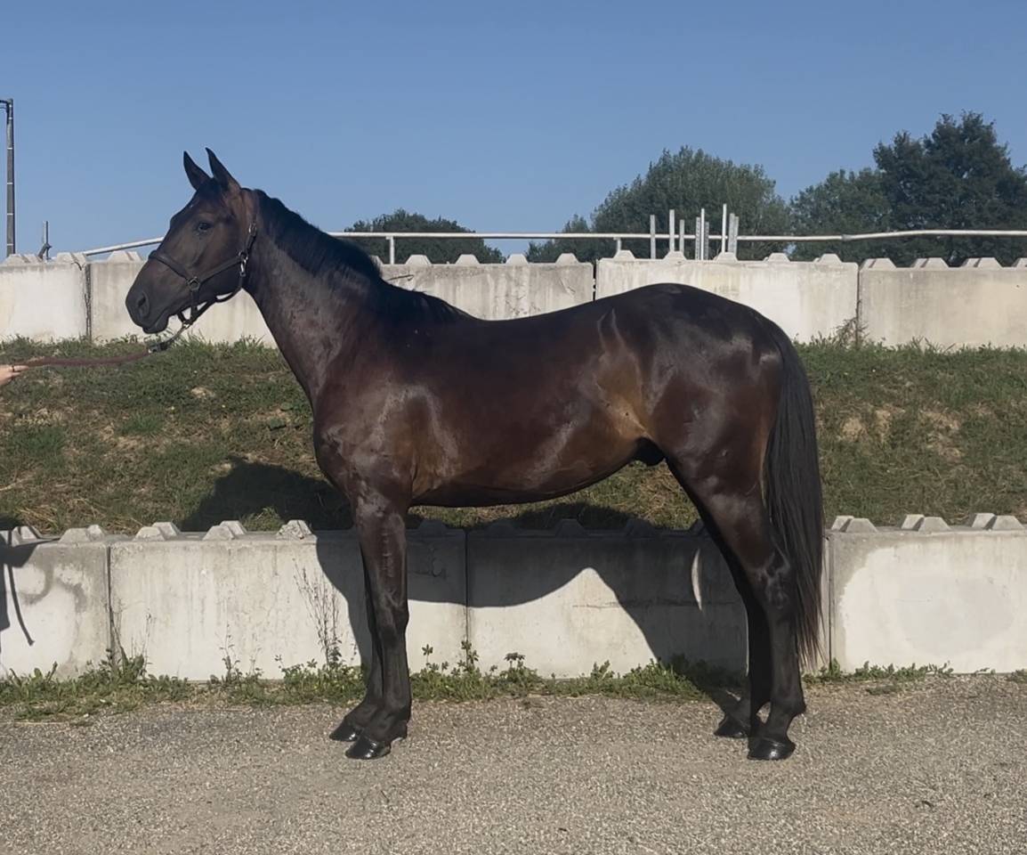 Caballo castrado Zangersheide En venta 2023 Negro