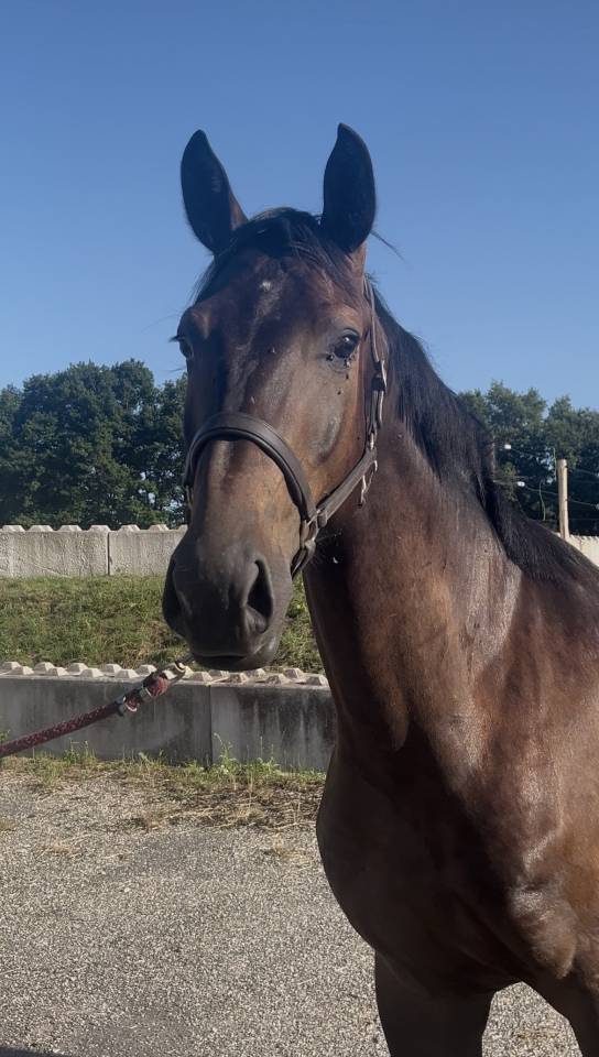 Caballo castrado Zangersheide En venta 2023 Negro