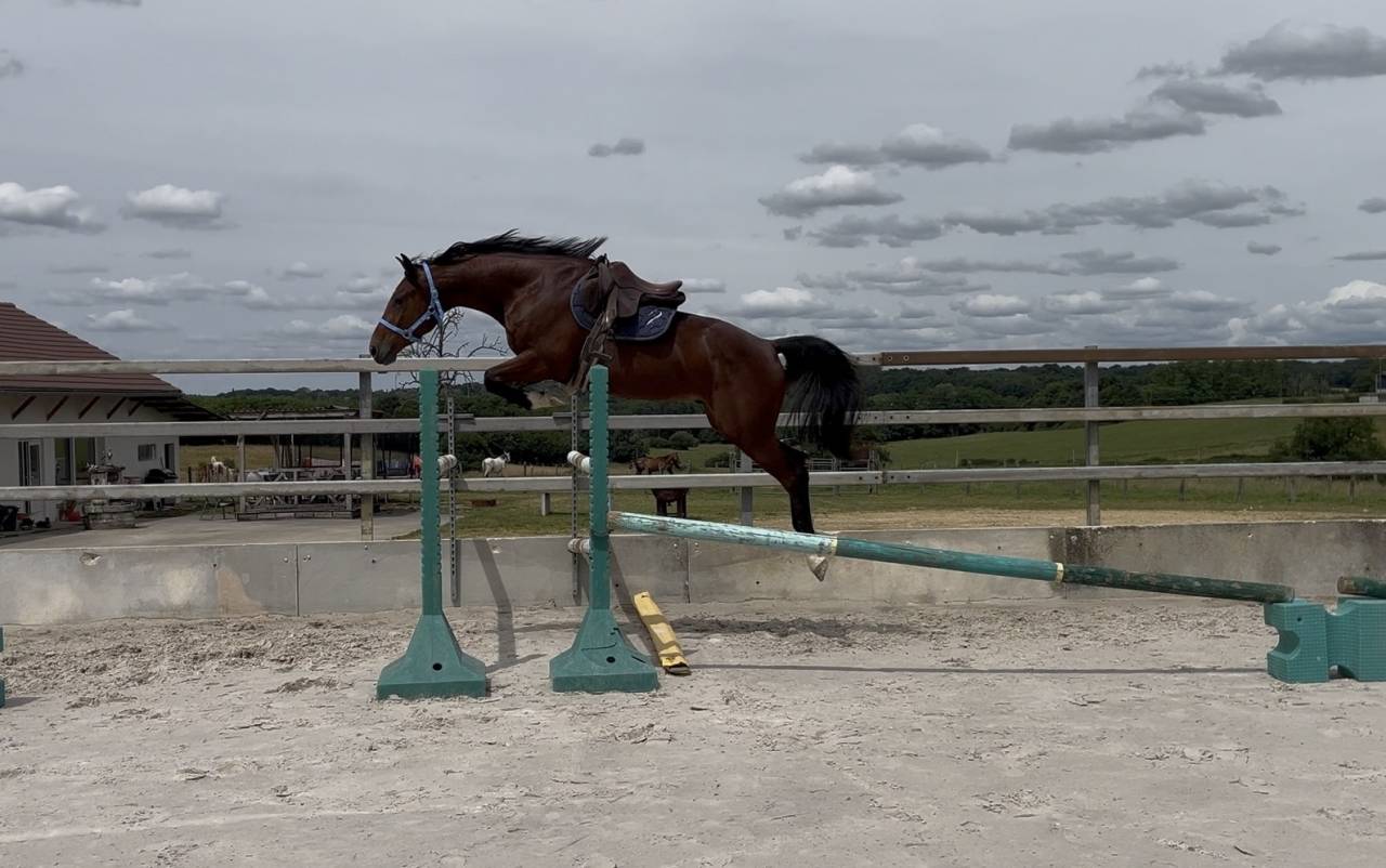 Caballo castrado Origine Constat&eacute;e En venta 2023 Bayo