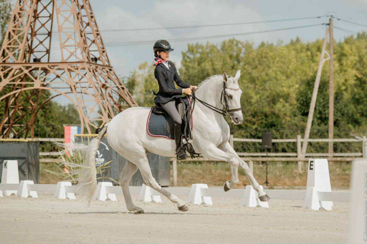 Caballo castrado Lusitano En venta 2012 Tordo