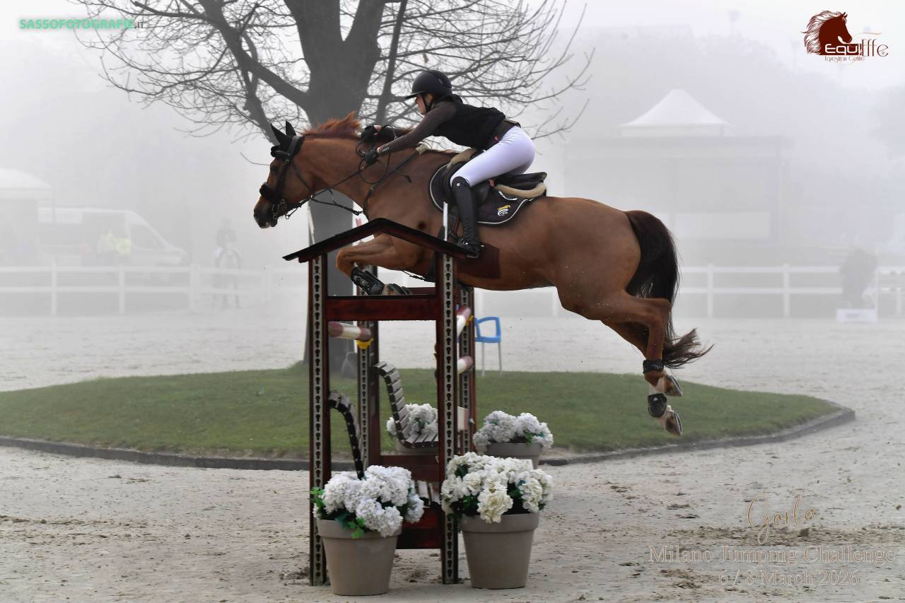 Caballo castrado BWP Caballo de Sangre Belga En venta 2011 Alaz&aacute;n