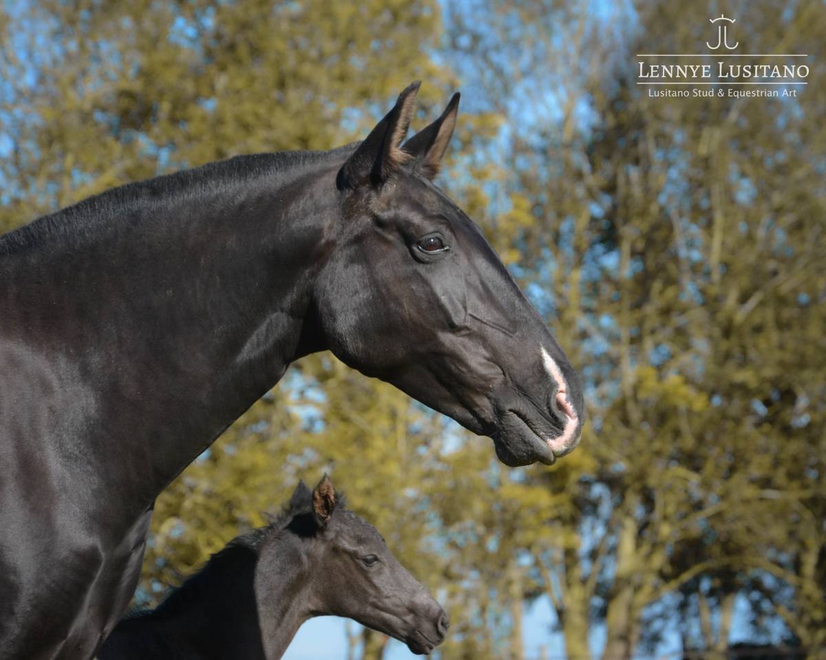 Yegua de ganader&iacute;a Lusitano En venta 2017 Negro por URUBU II