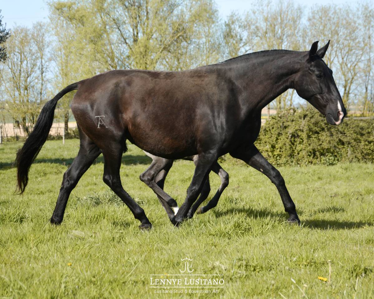 Yegua de ganader&iacute;a Lusitano En venta 2017 Negro por URUBU II