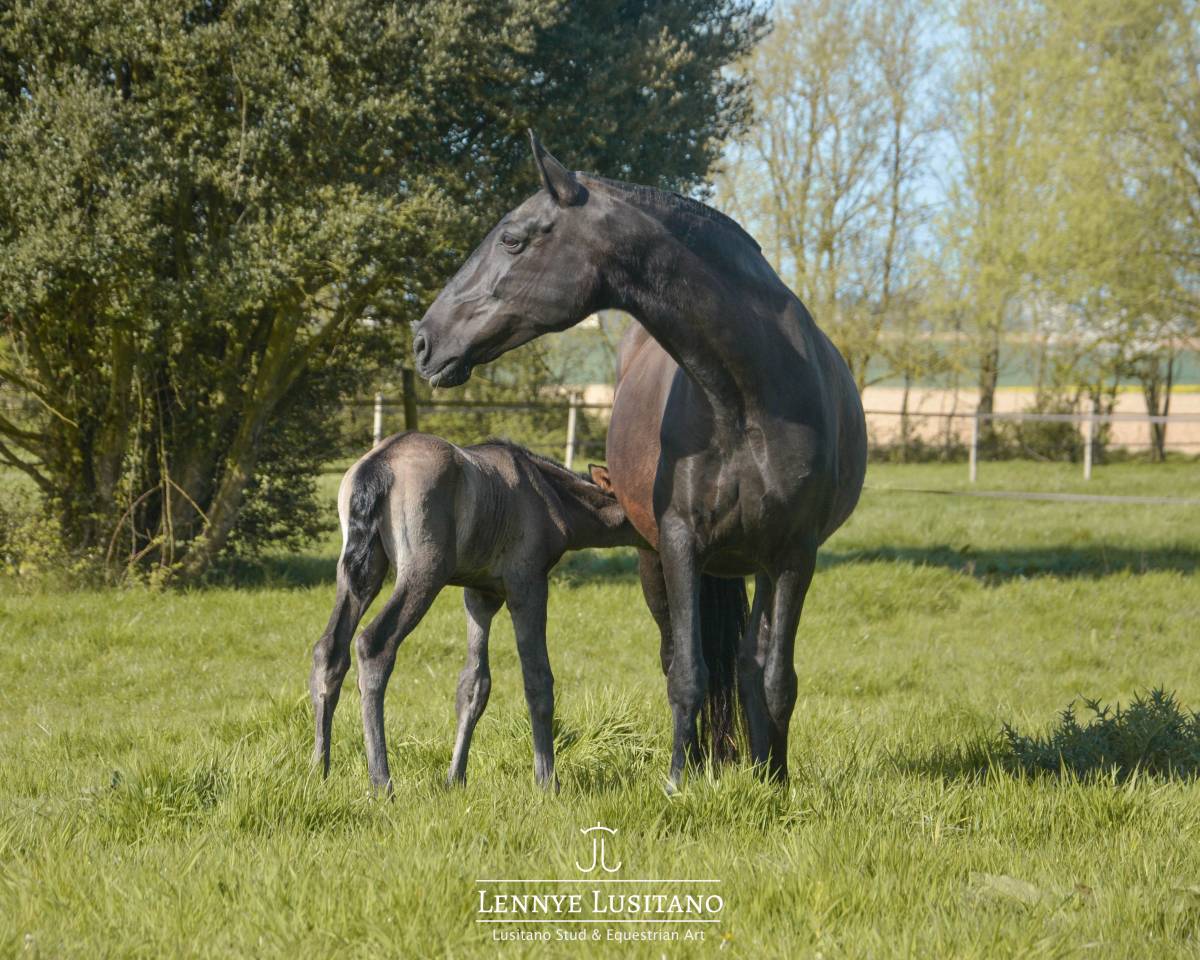 Yegua de ganader&iacute;a Lusitano En venta 2017 Negro por URUBU II