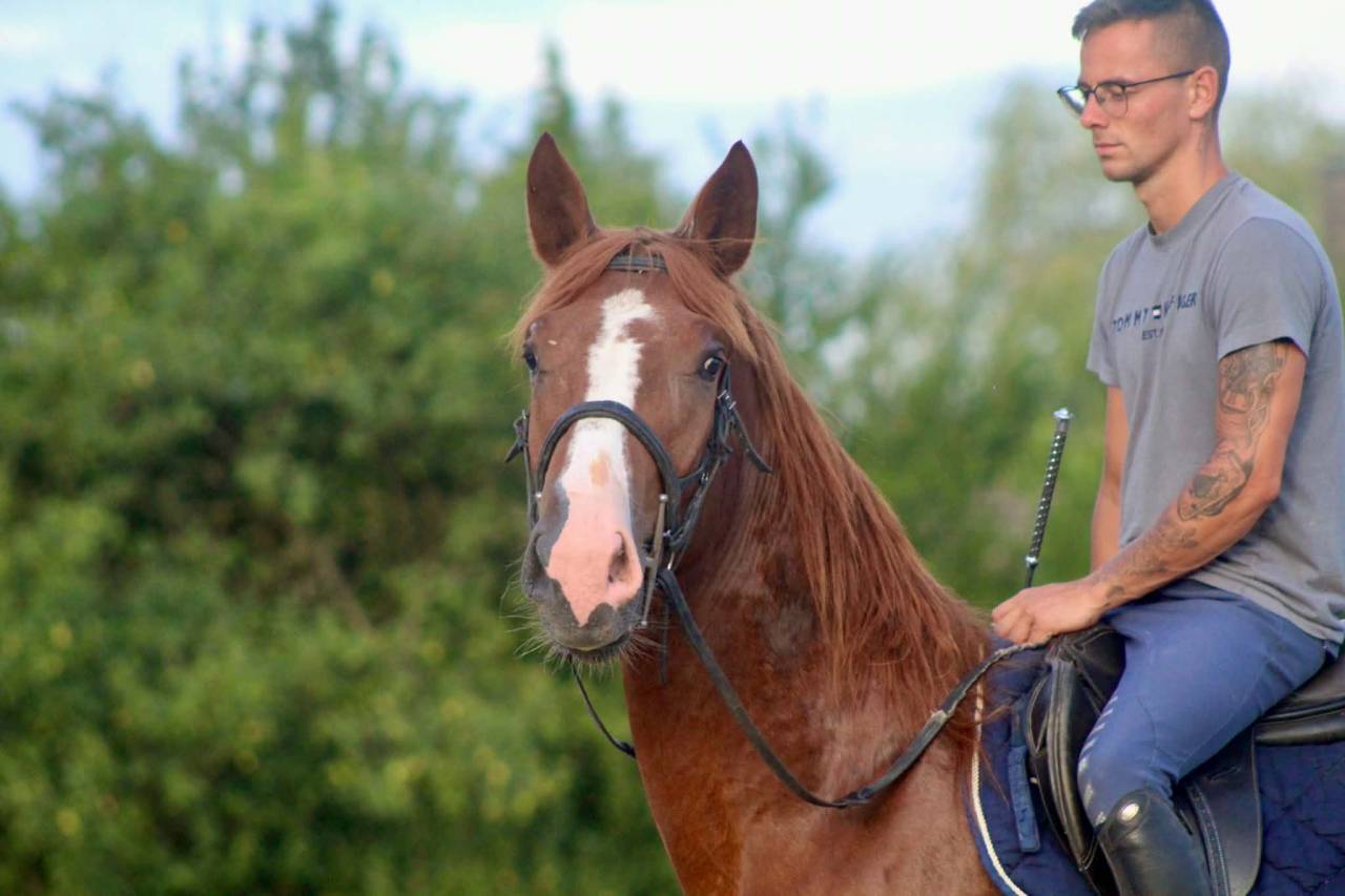 Caballo castrado Raza de Caballos Desconocida En venta 2023 Alaz&aacute;n