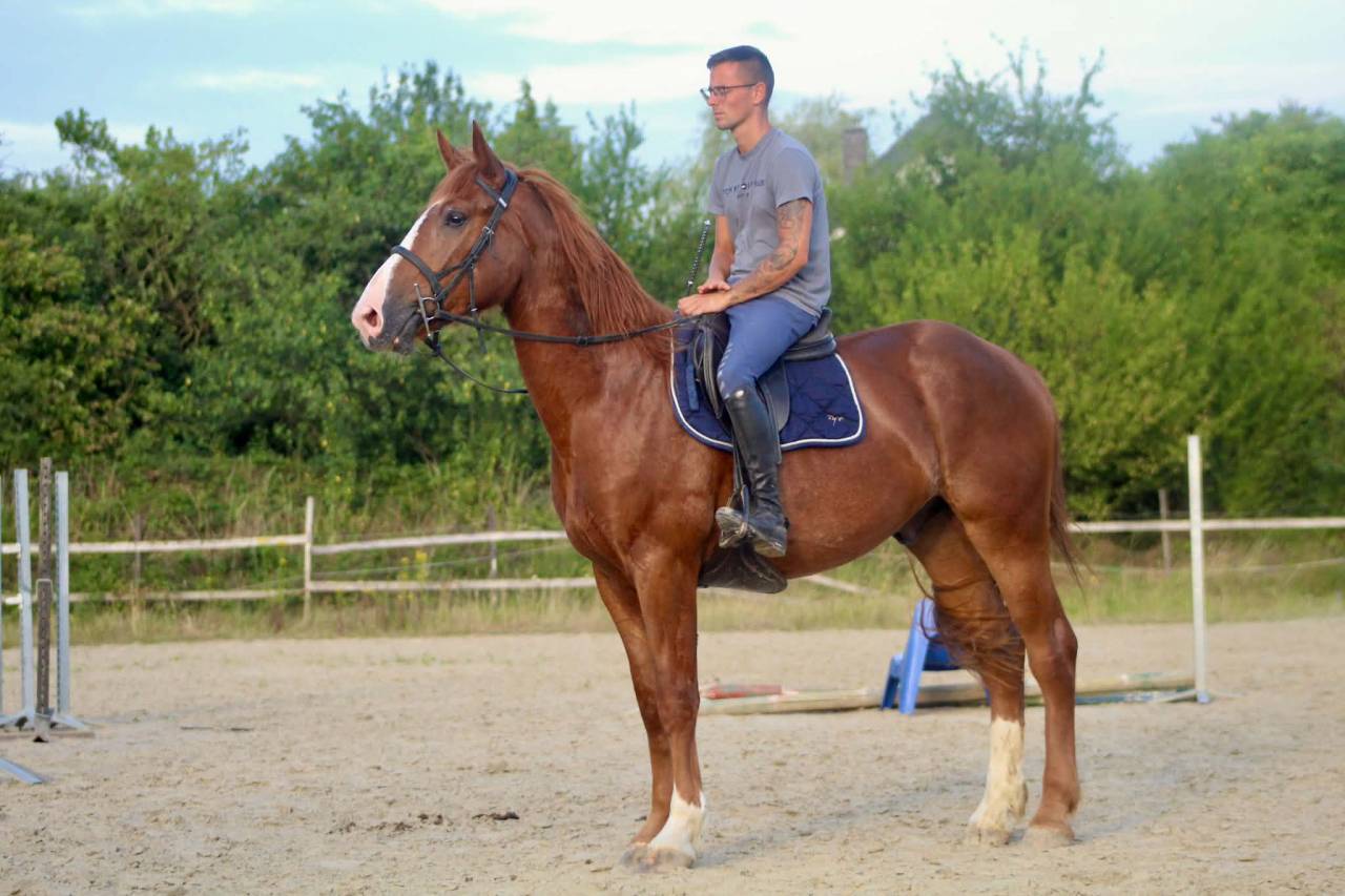 Caballo castrado Raza de Caballos Desconocida En venta 2023 Alaz&aacute;n