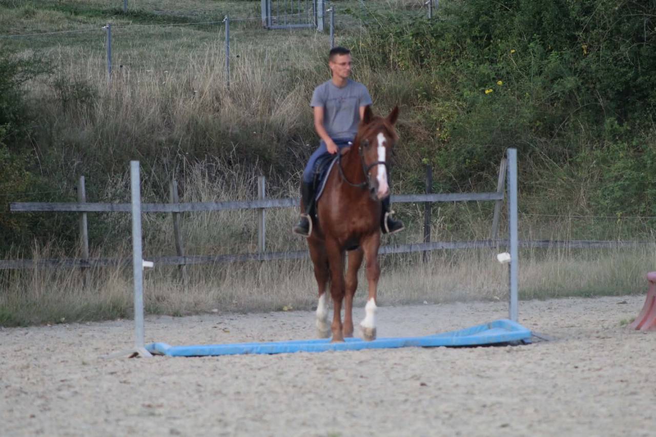 Caballo castrado Raza de Caballos Desconocida En venta 2023 Alaz&aacute;n