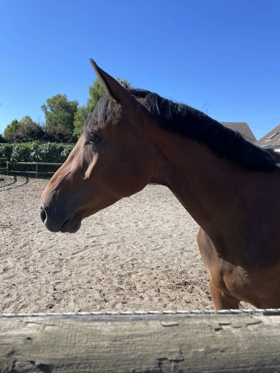 Caballo castrado Silla Franc&eacute;s En venta 2021 Bayo