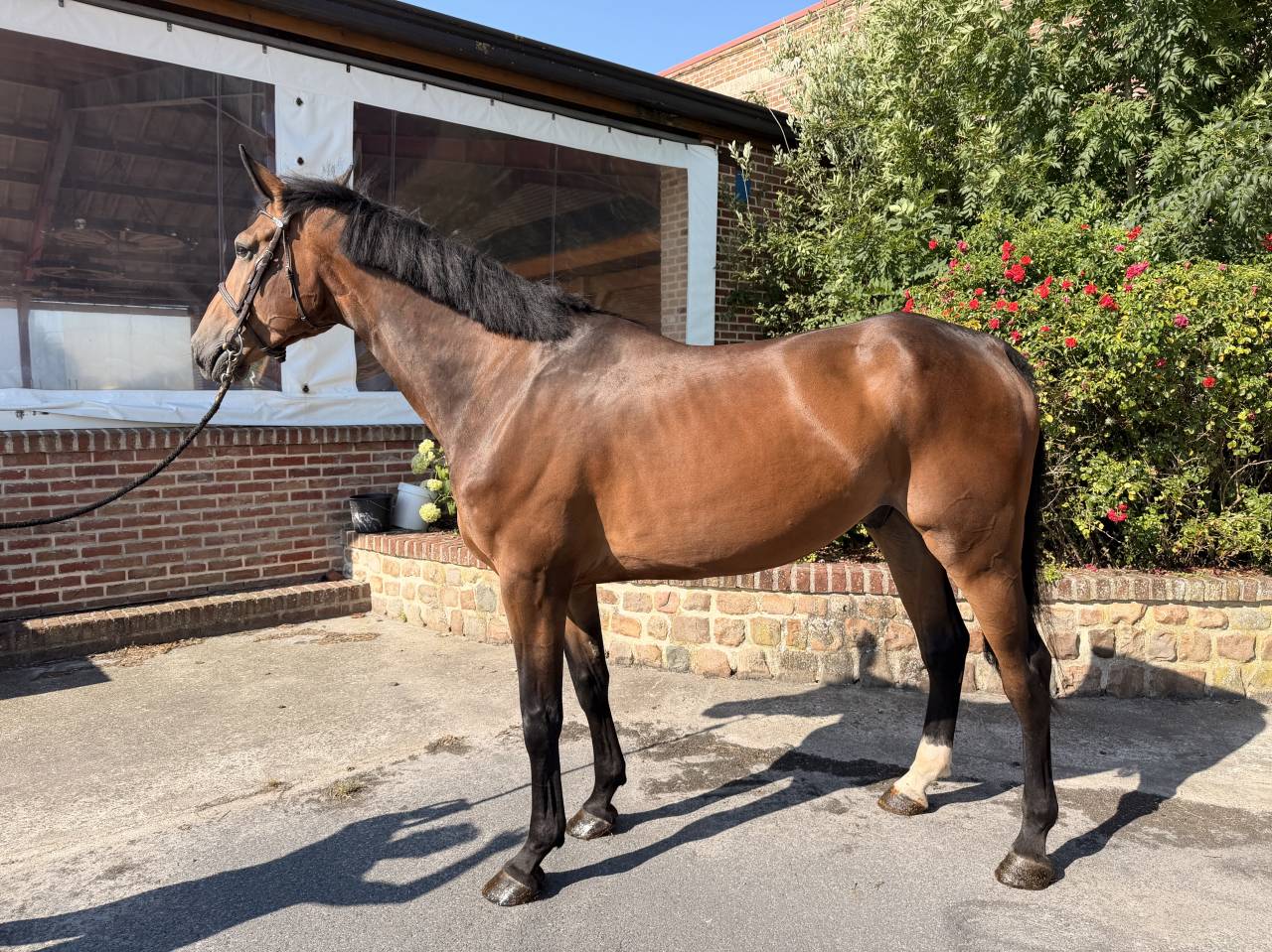 Caballo castrado Silla Franc&eacute;s En venta 2021 Bayo
