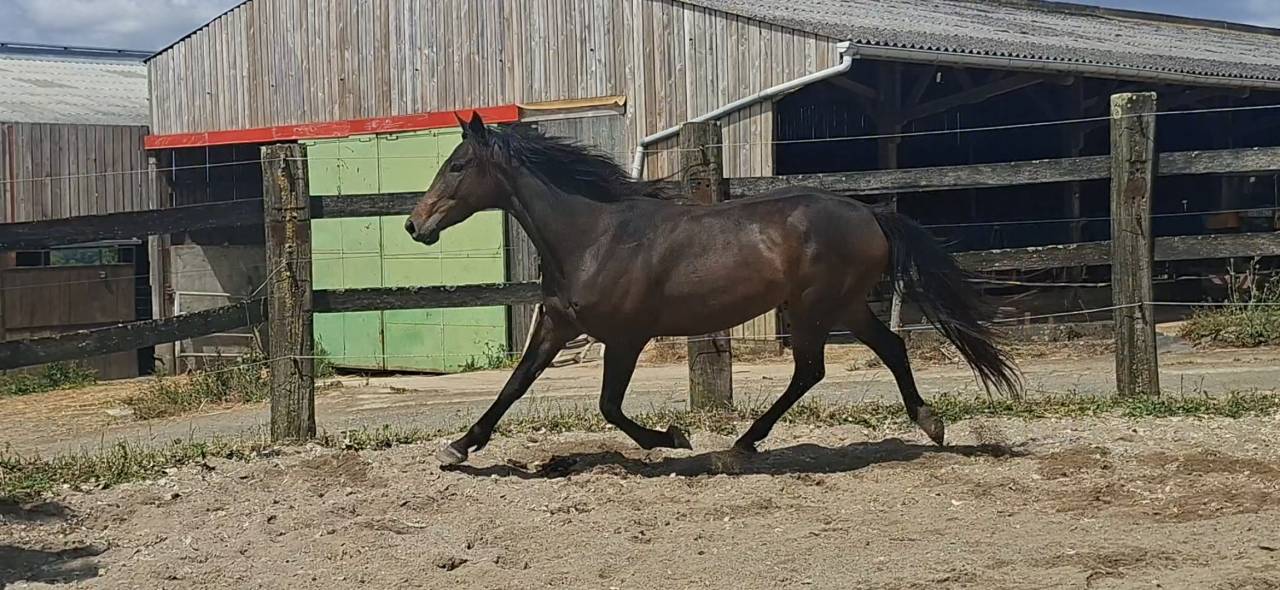 Yegua Silla Franc&eacute;s En venta 2023 Bayo moreno por HERACLES D ELLE