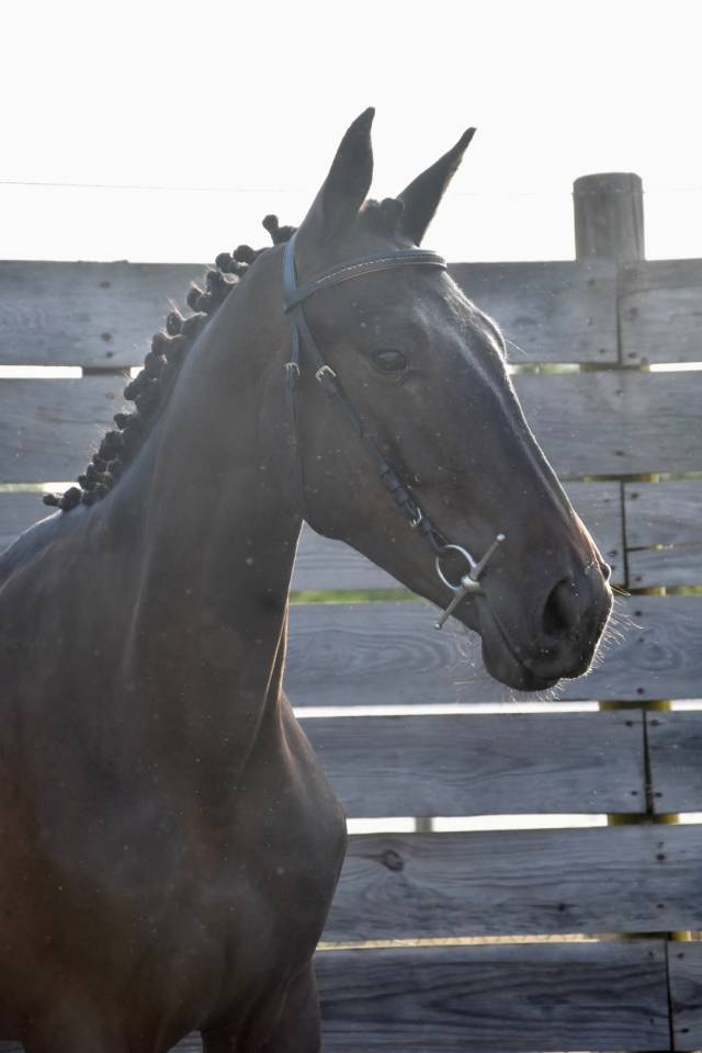 Caballo castrado Silla Franc&eacute;s En venta 2024 Bayo moreno por HERACLES D ELLE