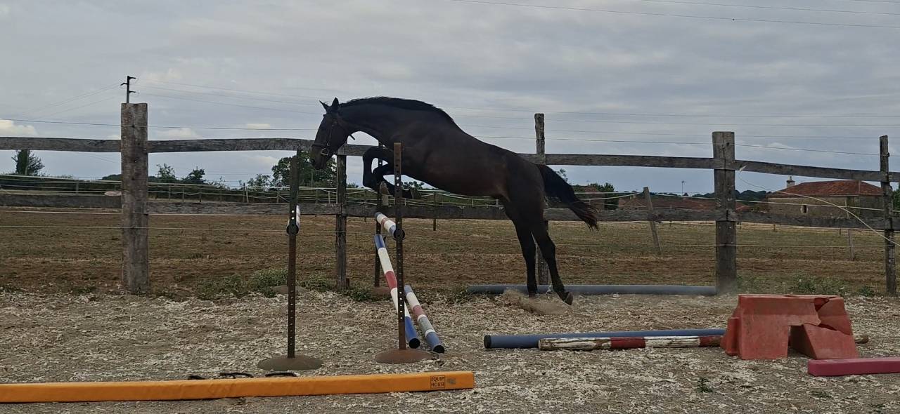 Caballo castrado Silla Franc&eacute;s En venta 2024 Bayo moreno por HERACLES D ELLE
