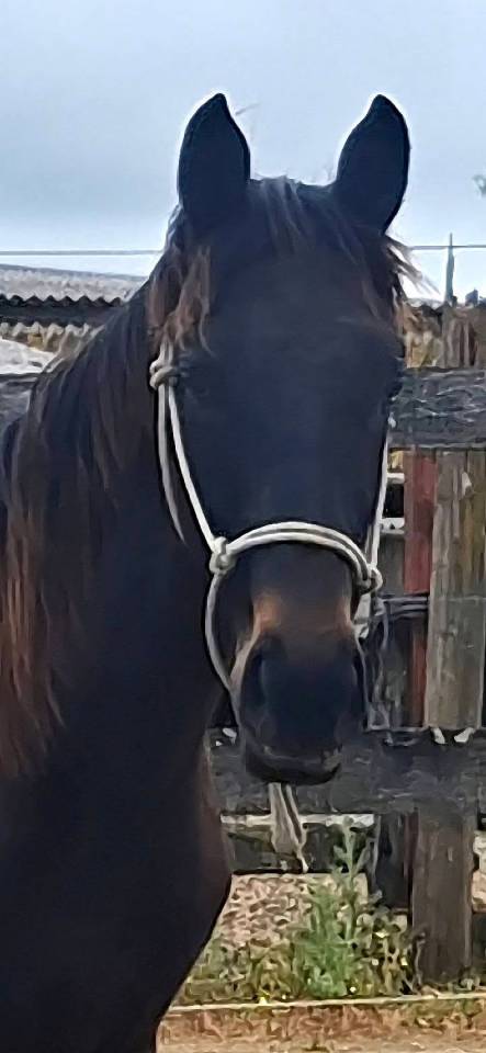 Caballo castrado Silla Franc&eacute;s En venta 2024 Bayo moreno por HERACLES D ELLE
