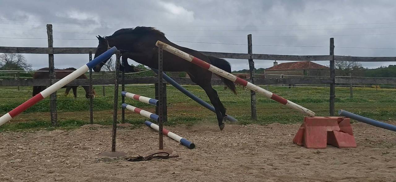Caballo castrado Silla Franc&eacute;s En venta 2024 Bayo moreno por HERACLES D ELLE
