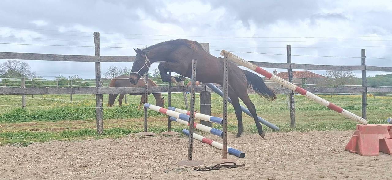 Caballo castrado Silla Franc&eacute;s En venta 2024 Bayo moreno por HERACLES D ELLE